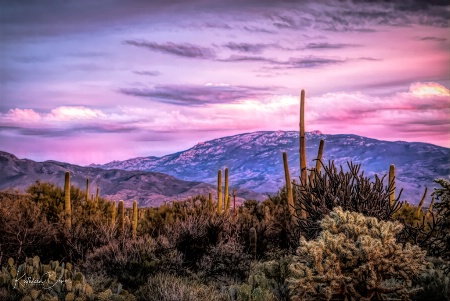 Pink Desert Sky