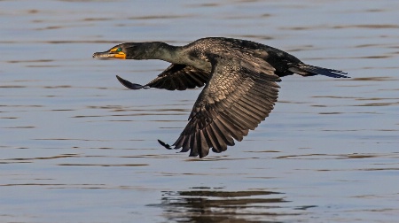Double Crested Cormorant  