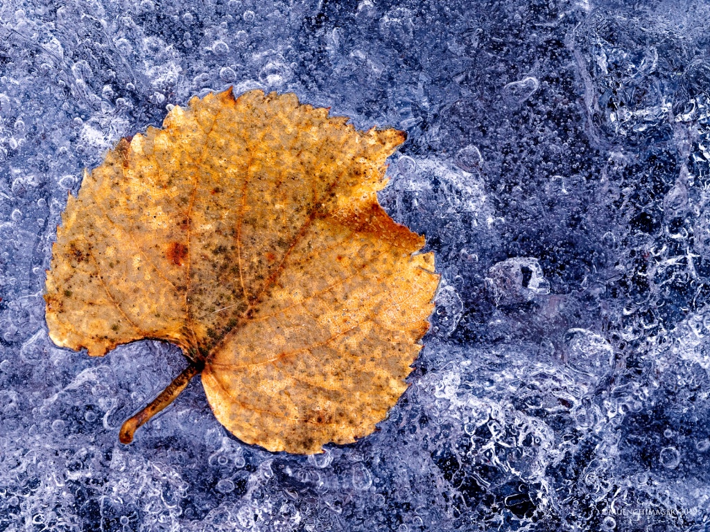 Leaf and Ice