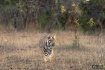 The hunt !(Tiger ...
