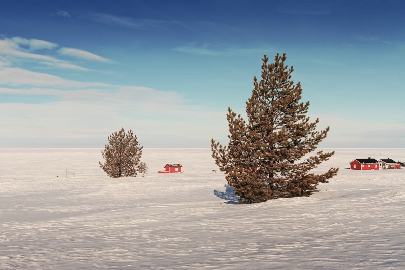 Pine Trees On An Icy Beach