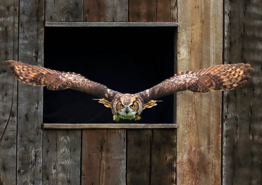 Great Horn Owl in Flight
