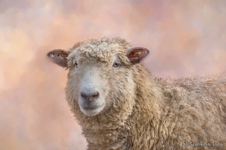 Artistic Sheep