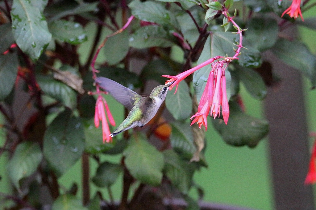 Hummingbird In Flight