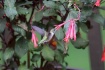 Hummingbird In Fl...