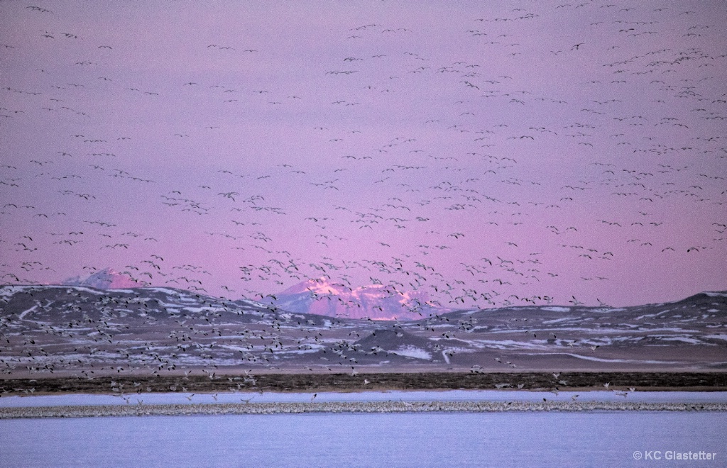 Snowgeese greet the morning