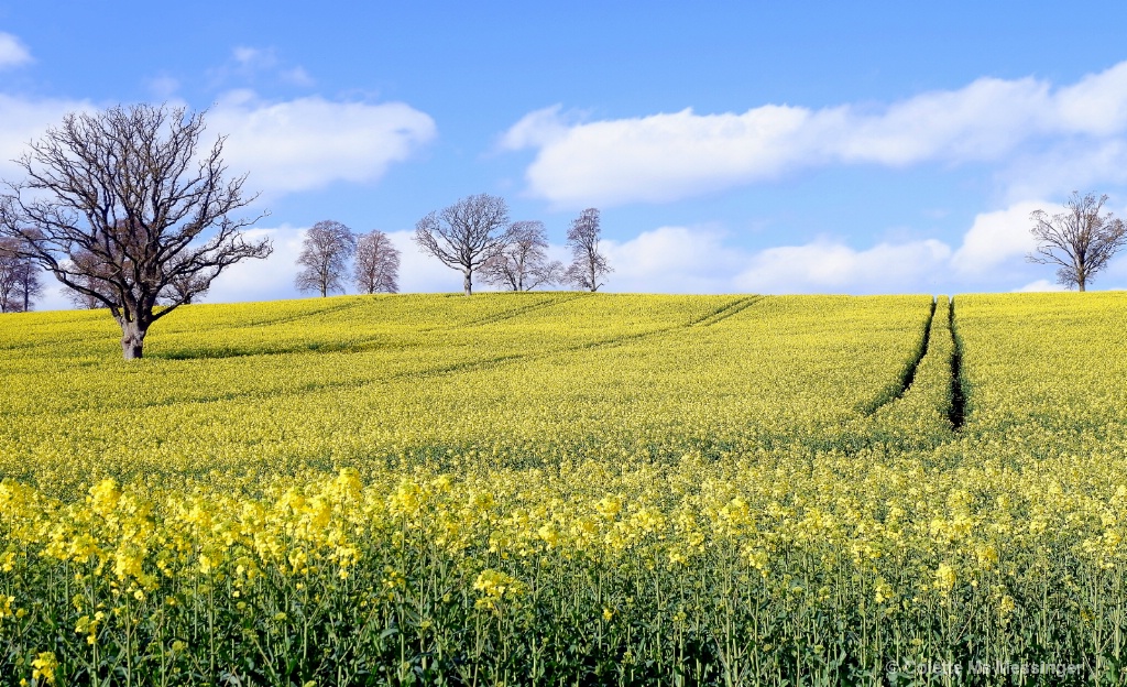 Fields of Gold 19.JPG