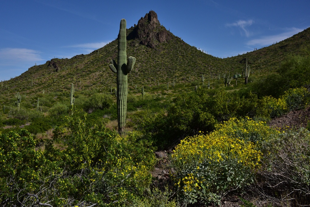 Flowers In The Desert - ID: 15709525 © William S. Briggs