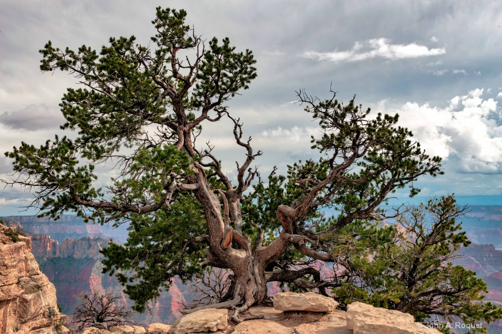 North Rim Tree (Bonsai Tree) - ID: 15709528 © John A. Roquet