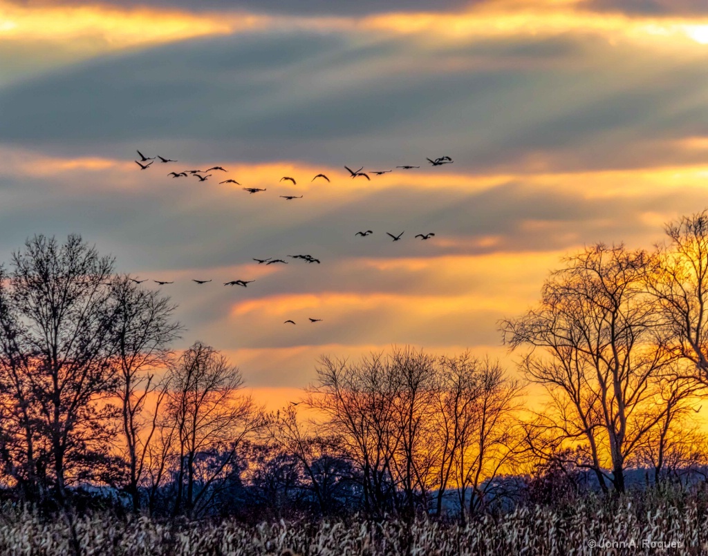 Sandhill Cranes Coming to Roost - ID: 15709534 © John A. Roquet