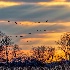 © John A. Roquet PhotoID # 15709534: Sandhill Cranes Coming to Roost