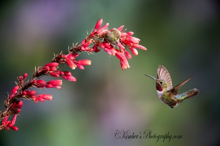 Hummer in Flight