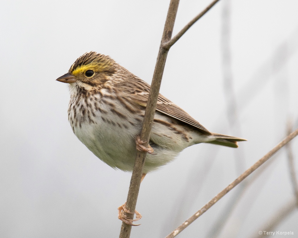 Savannah Sparrow - ID: 15709900 © Terry Korpela