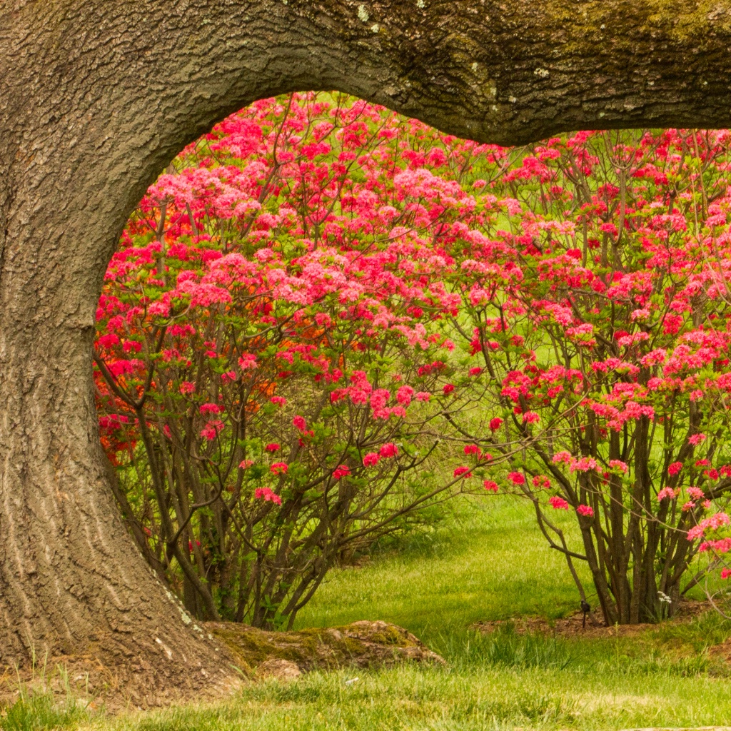 Framing Spring