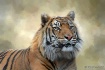 Artistic Tiger