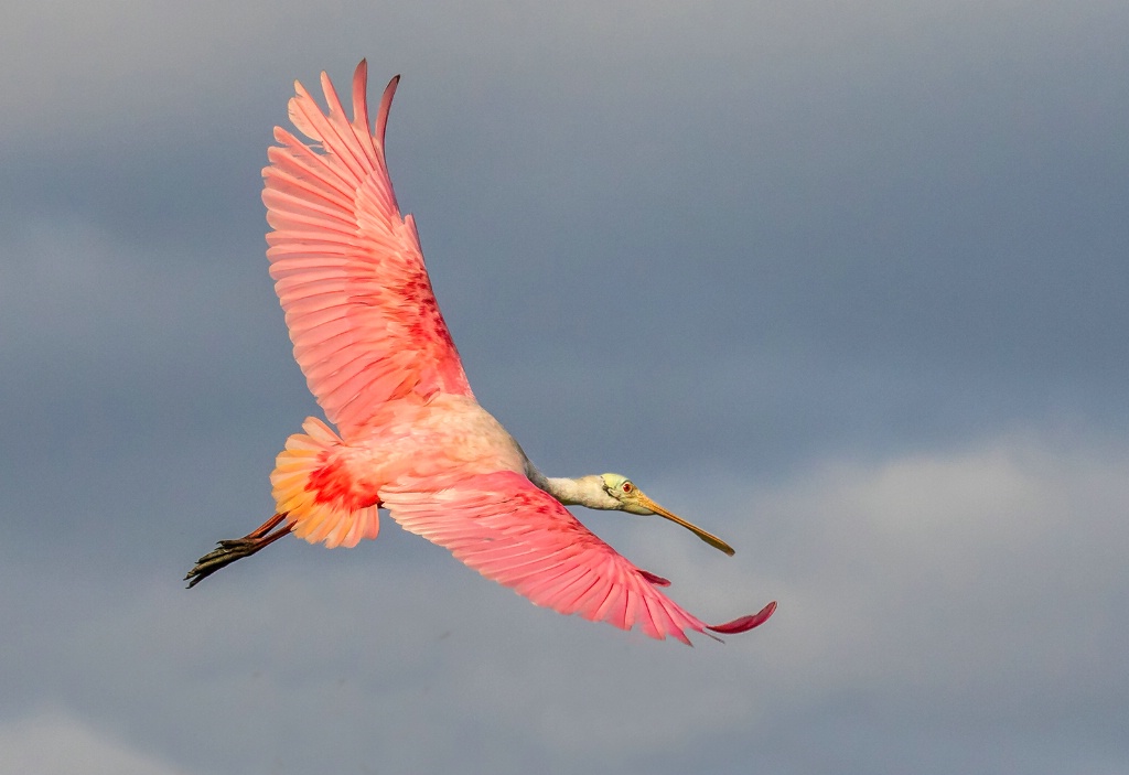 Roseate Spoonbill in Flight  