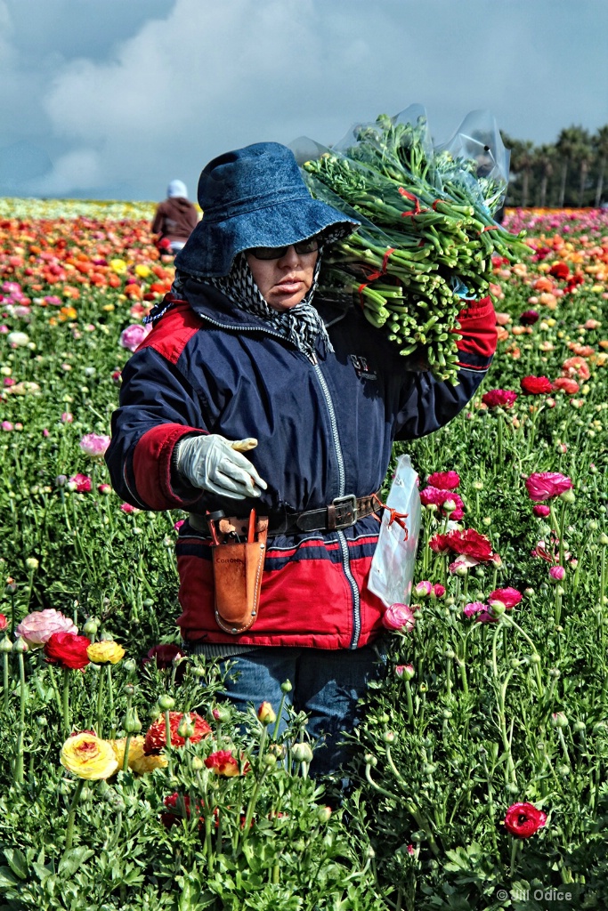 Gathering the Flowers