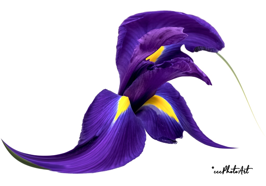 Iris Fantasia - ID: 15710656 © Candice C. Calhoun