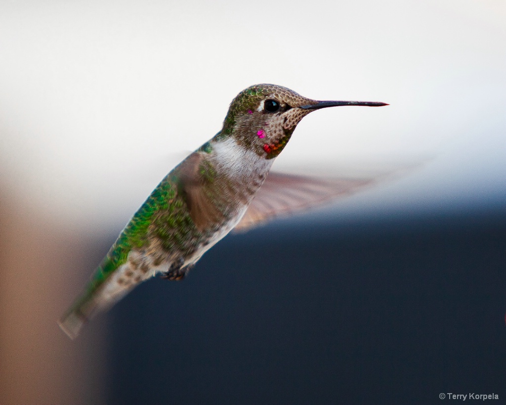 Anna's Hummingbird - ID: 15710670 © Terry Korpela