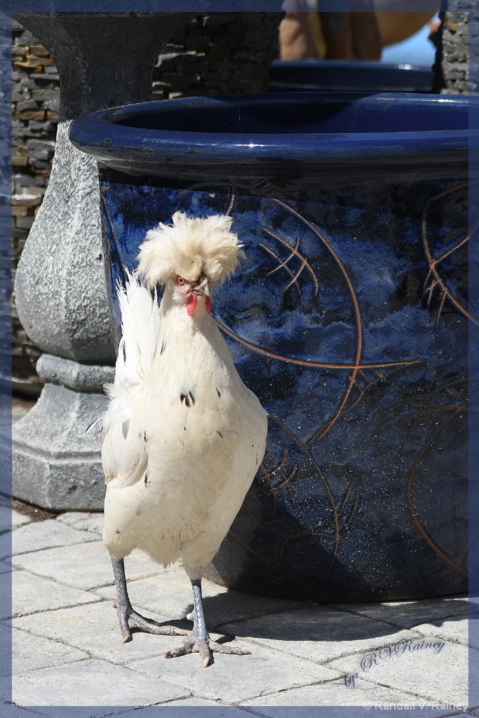 Polish Chicken on a BAD HAIR DAY - ID: 15710679 © Randall V. Rainey