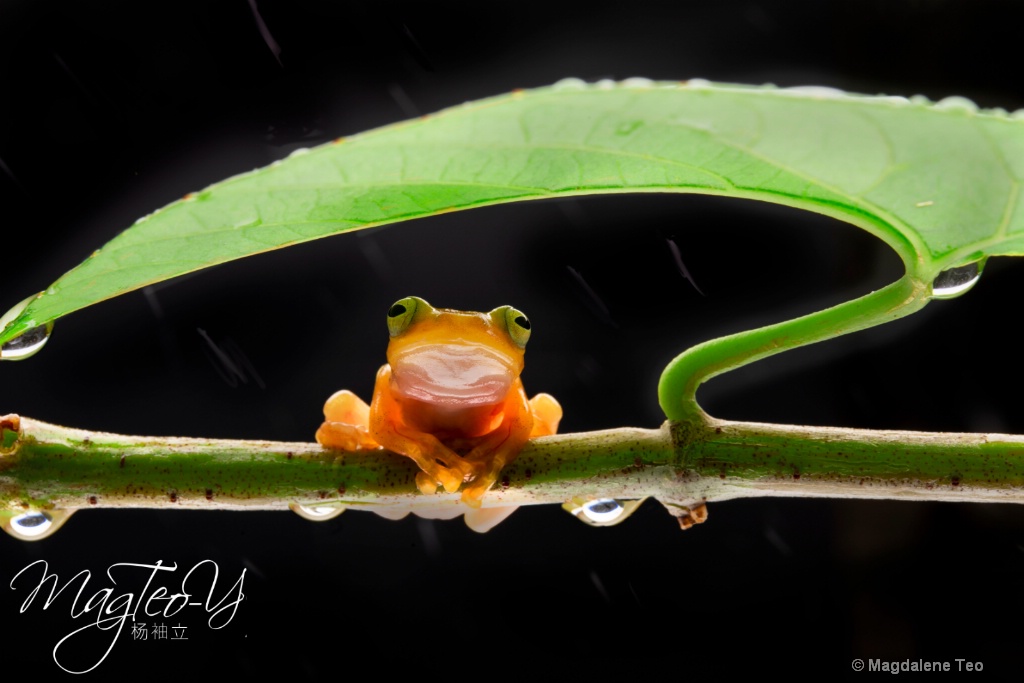 Frog taking Shelter - ID: 15710703 © Magdalene Teo