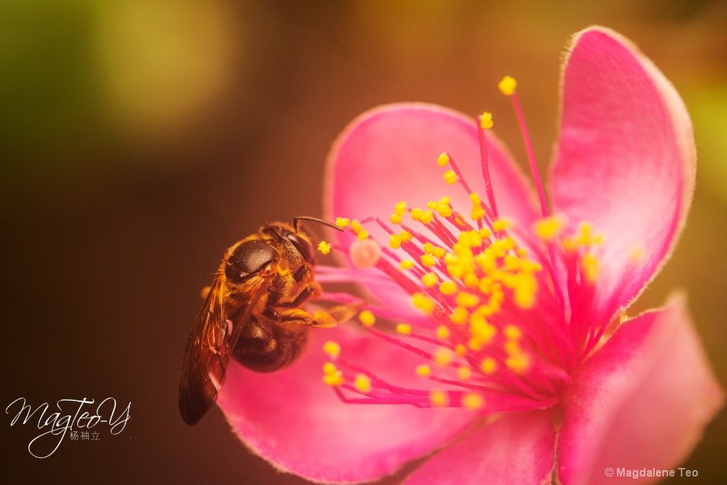 Bee in the Flower - ID: 15710704 © Magdalene Teo