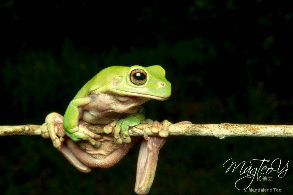 Frog on Twig - ID: 15710706 © Magdalene Teo