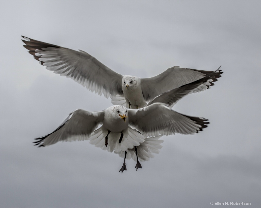 3gulls