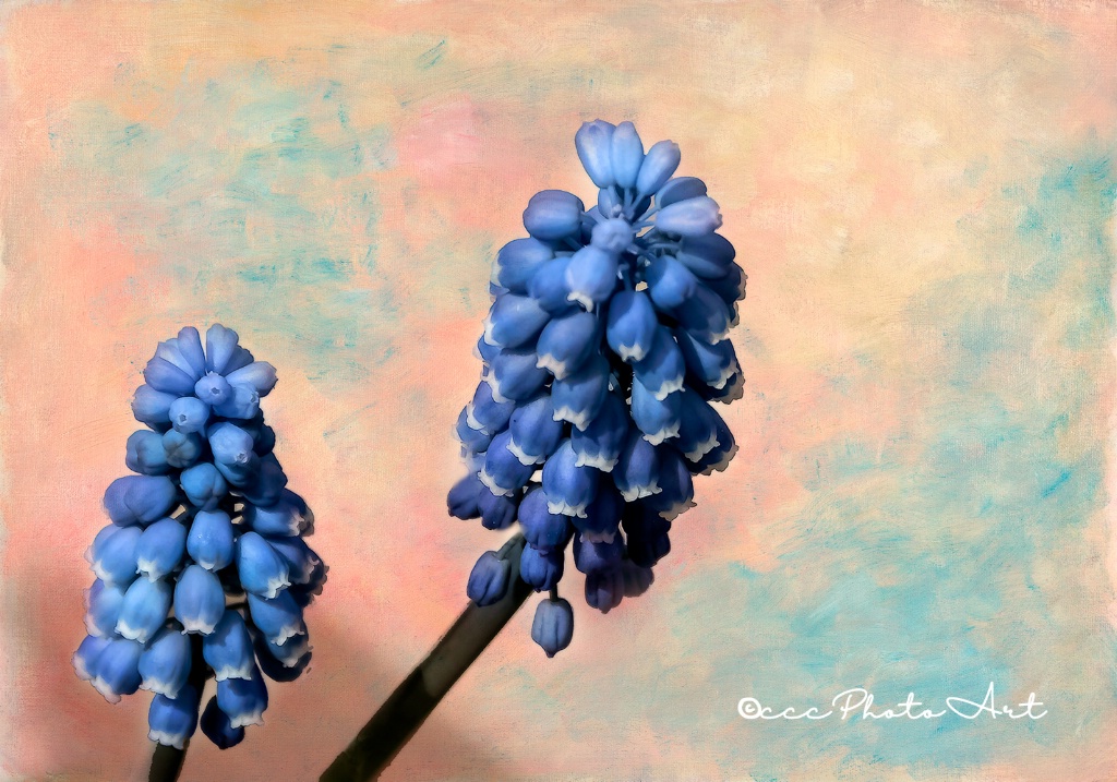 Ice Tip Hyacinth