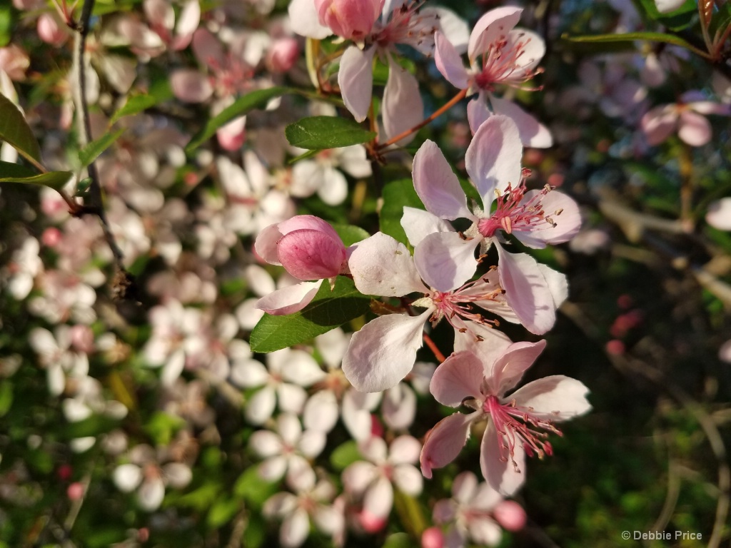 Spring Blossom 