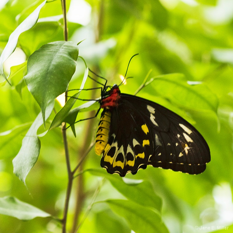 Pretty Lady Butterfly - ID: 15710894 © Jane E. Miller