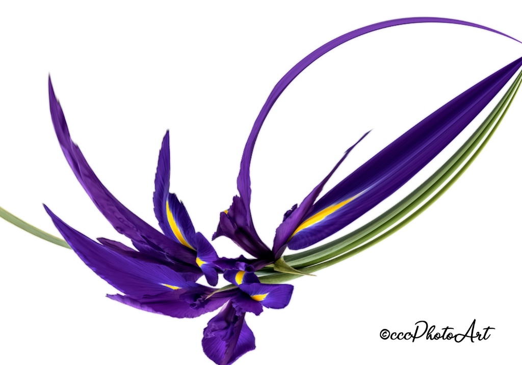 Fantasia Iris - ID: 15710936 © Candice C. Calhoun