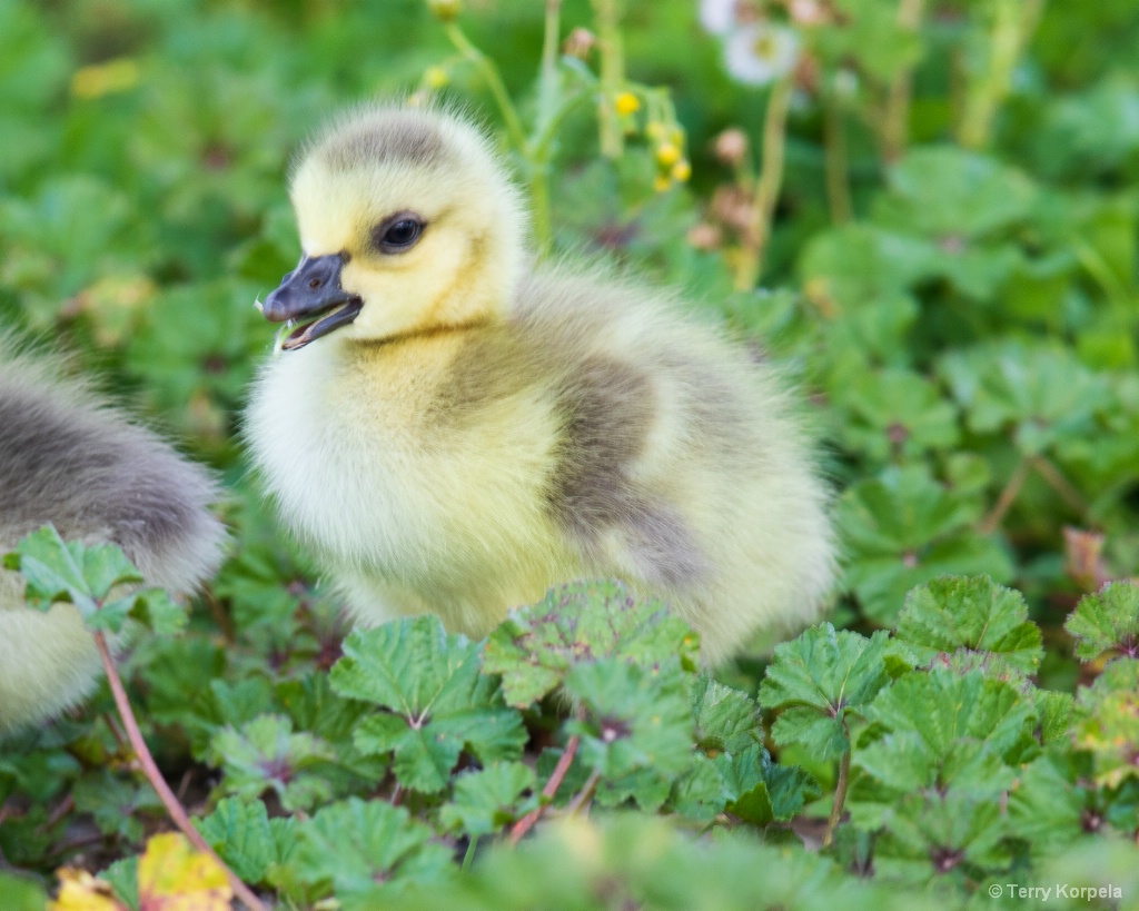 Baby Goose - ID: 15710940 © Terry Korpela