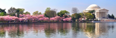 Cherry Blossom Spring