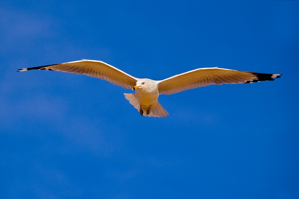 Seagull