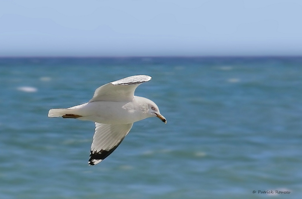 Soaring Seagull