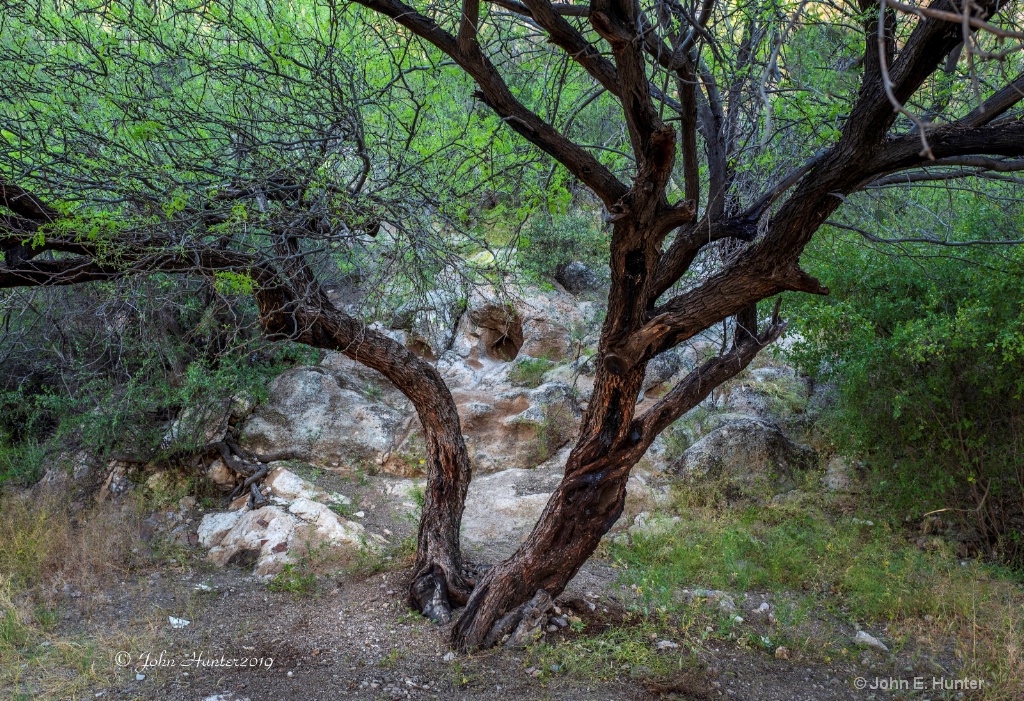 Butcher Jones Tree