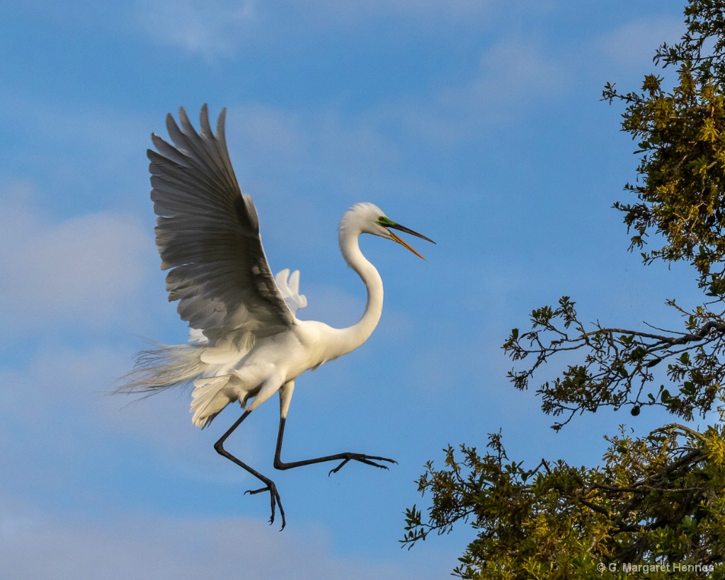 Great Egret