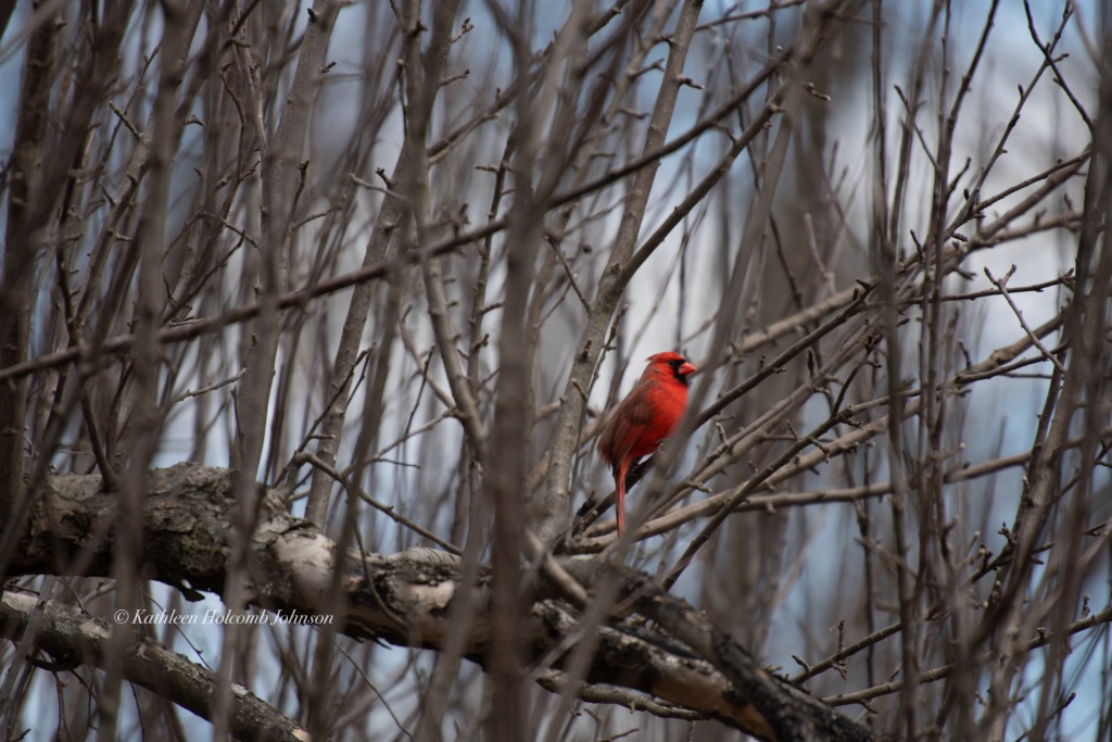 Cardinal Just Hanging Out!