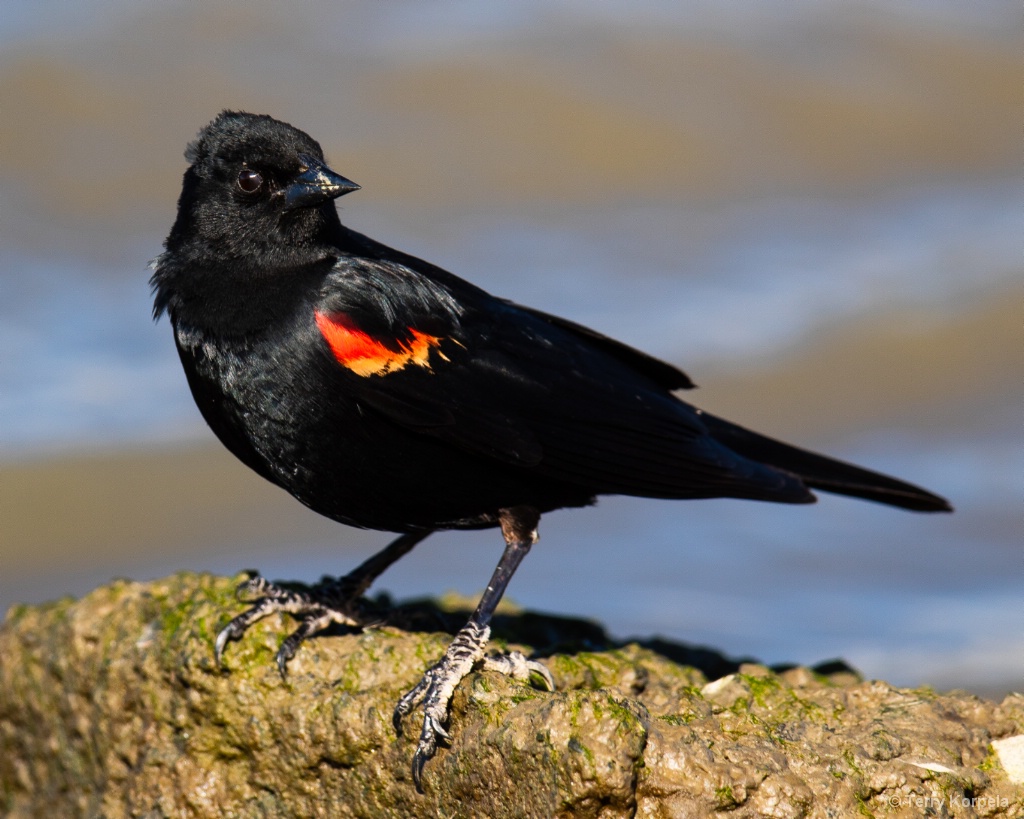Red-winged Blackbird - ID: 15711147 © Terry Korpela