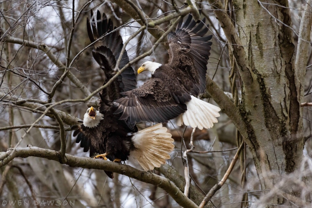 Eagles fighting 