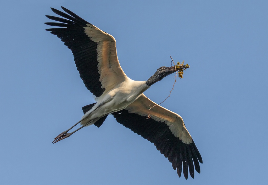 Wood Stork with Branch   