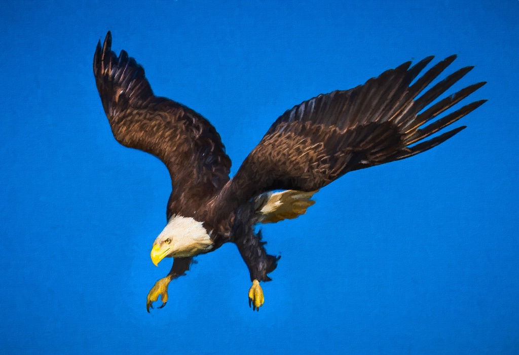 Eagle - ID: 15711166 © John D. Roach