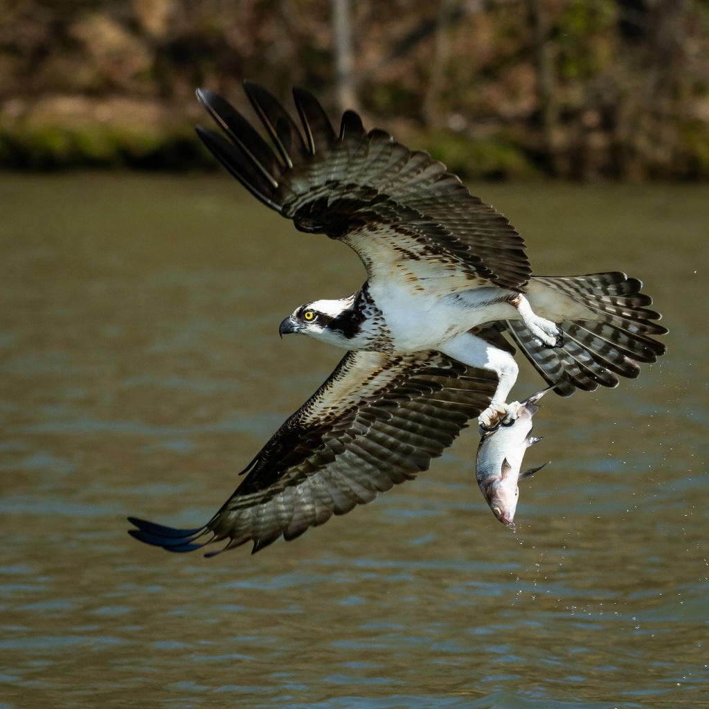 Lunch - ID: 15711168 © John D. Roach