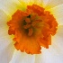 © Elliot Barnathan PhotoID# 15711220: Spring Flowers 5