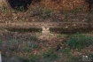 The Golden Pond ?