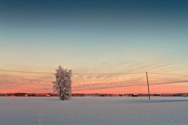 Snow Covered Tree In The Sunset