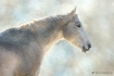 Artistic Horse