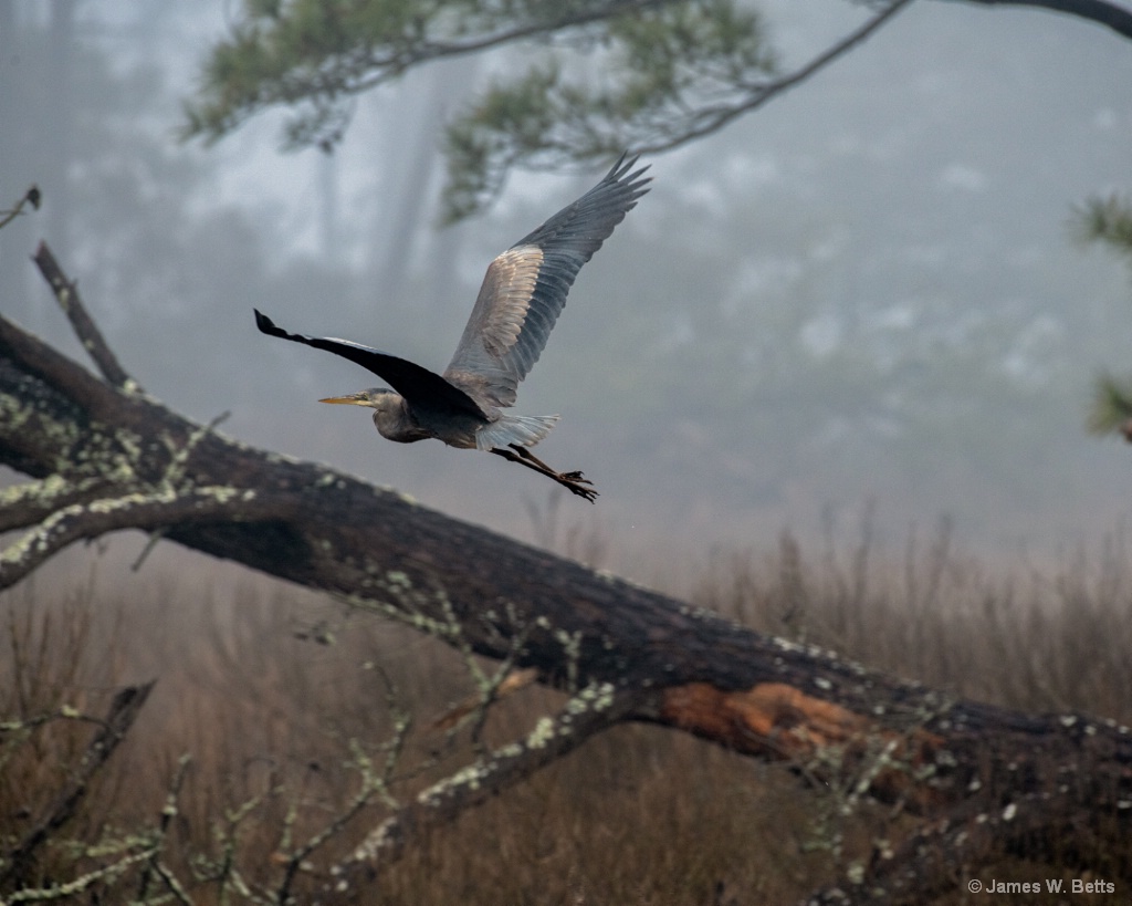 Blue Heron in flight