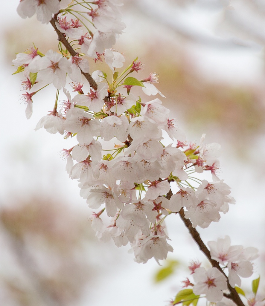 Cherry Blossoms